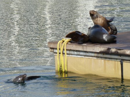 cape fur seals