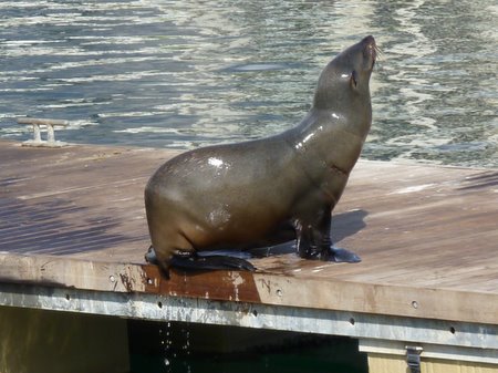 cape fur seals