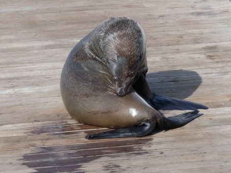 cape fur seals