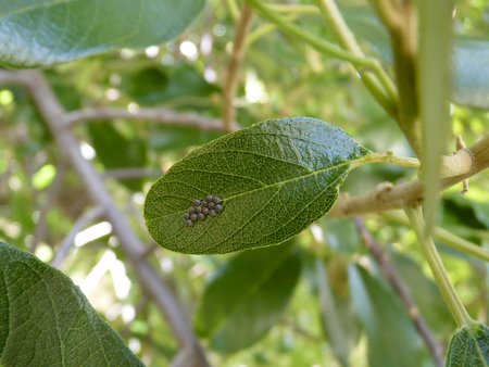 butterfly eggs