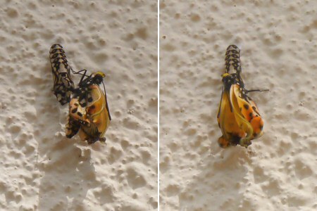 butterfly emerging from cocoon