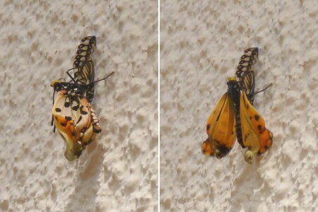 butterfly emerging from cocoon