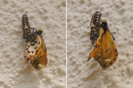 butterfly emerging from cocoon