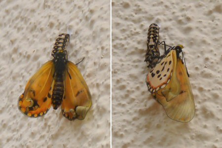 butterfly emerging from cocoon