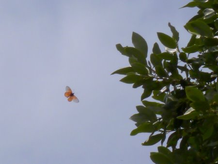 butterfly