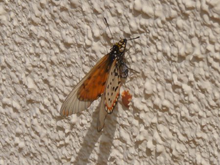 butterfly emerging from cocoon