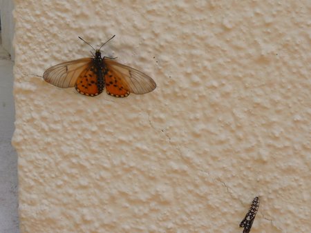 butterfly emerging from cocoon