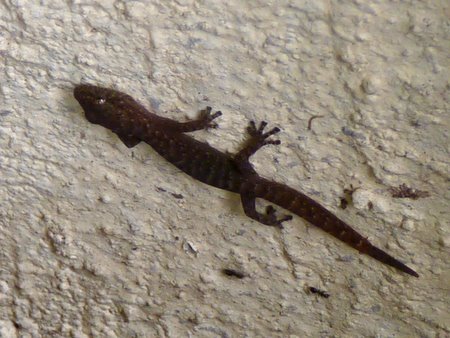 gecko