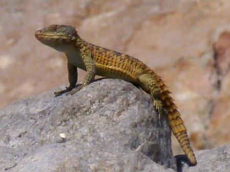 cape girdled lizard