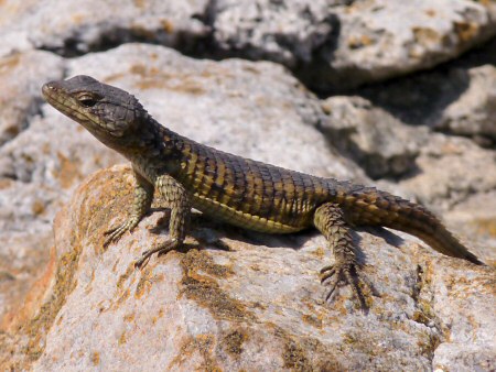 cape girdled lizard