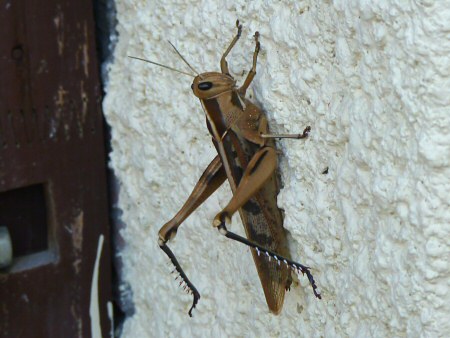 grasshopper