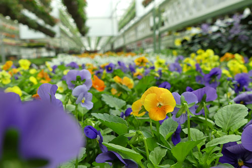 Greenhouse Photowalk photo by June Gilbank