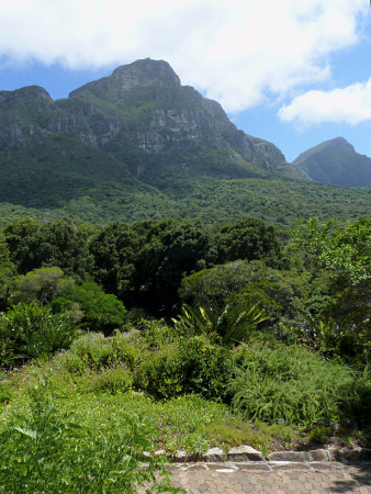 kirstenbosch