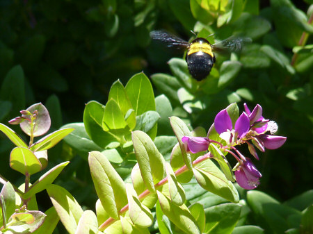 kirstenbosch