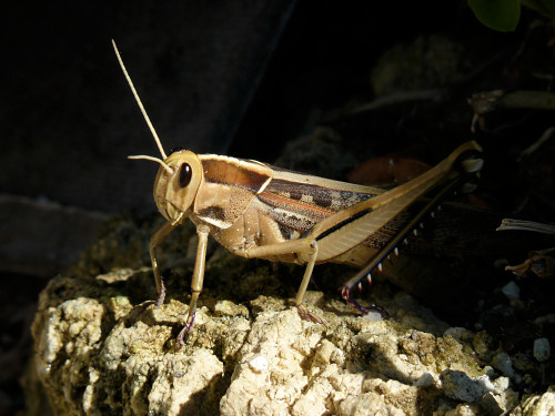 locust