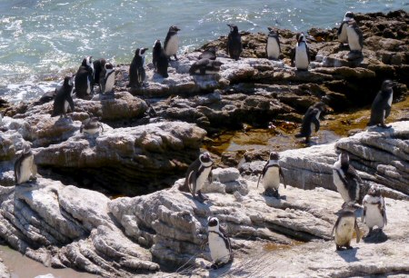 african penguins