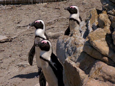 african penguins
