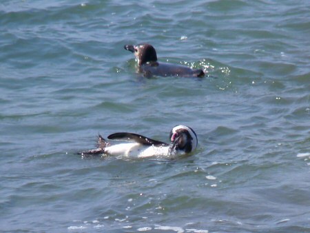 swimming african penguins