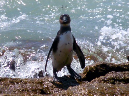 african penguin