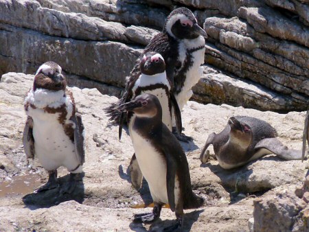 african penguins