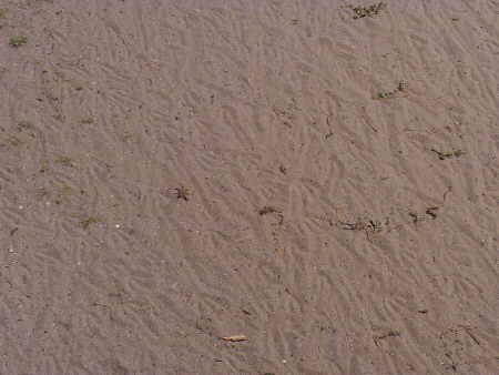 african penguin tracks