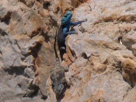 southern rock agama lizards