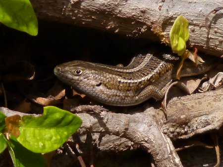 skink