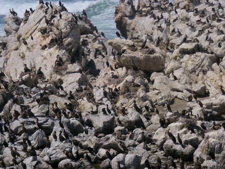 cormorant colony