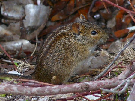 striped mouse