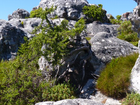 table mountain