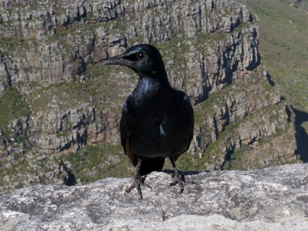 table mountain