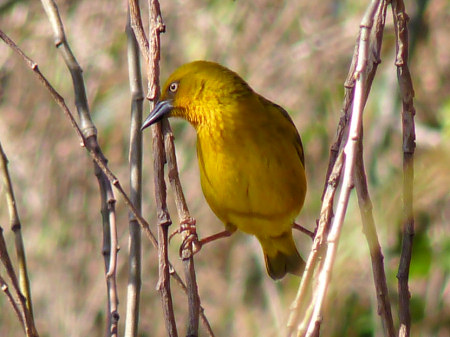 weaver bird