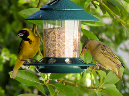 weaver bird