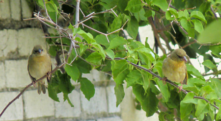 weaver bird