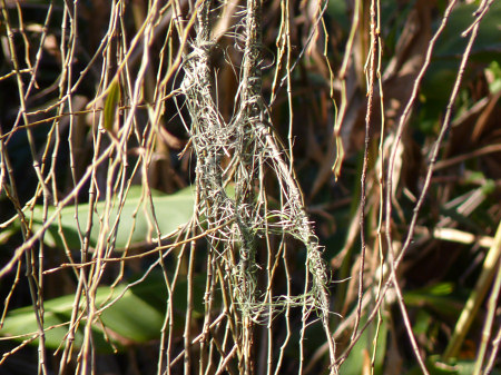 weaver bird