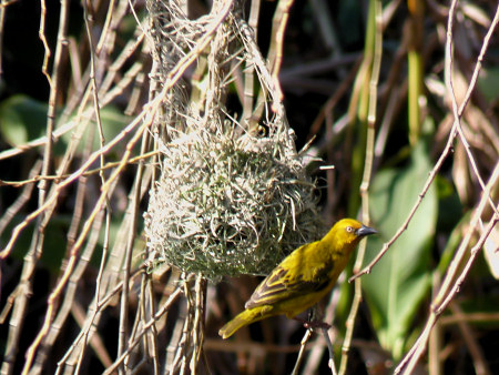 weaver bird