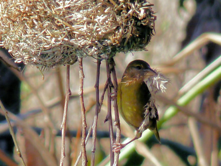 weaver bird