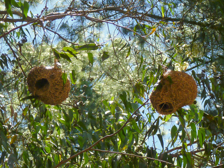 weaver bird