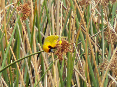 weaver bird