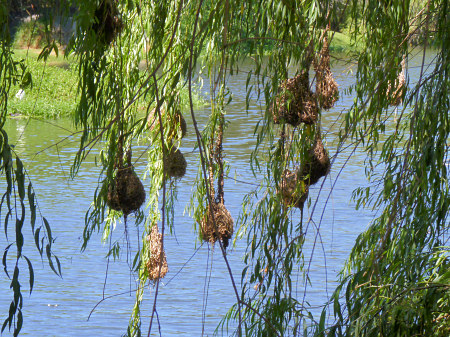 weaver bird