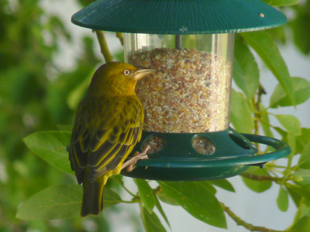 weaver bird