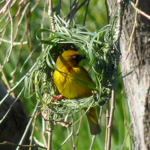 cape weaver nest