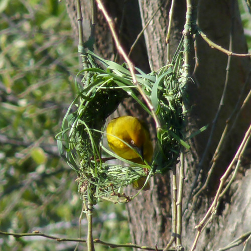 cape weaver nest