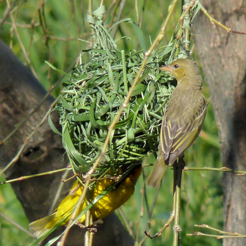 cape weaver nest