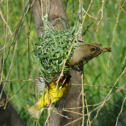 cape weaver nest