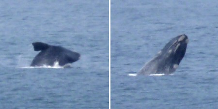 southern right whales