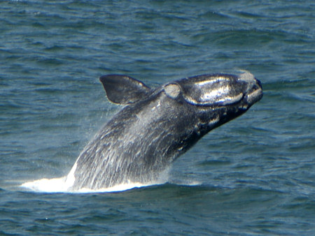 southern right whale