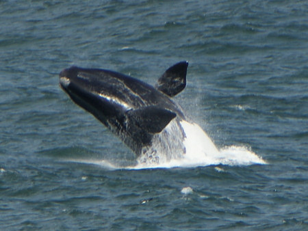 southern right whale