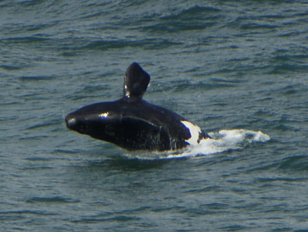 southern right whale