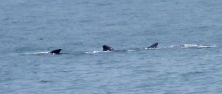 southern right whales